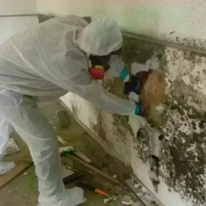 Mold Remediation and Removal in Goldendale, WA